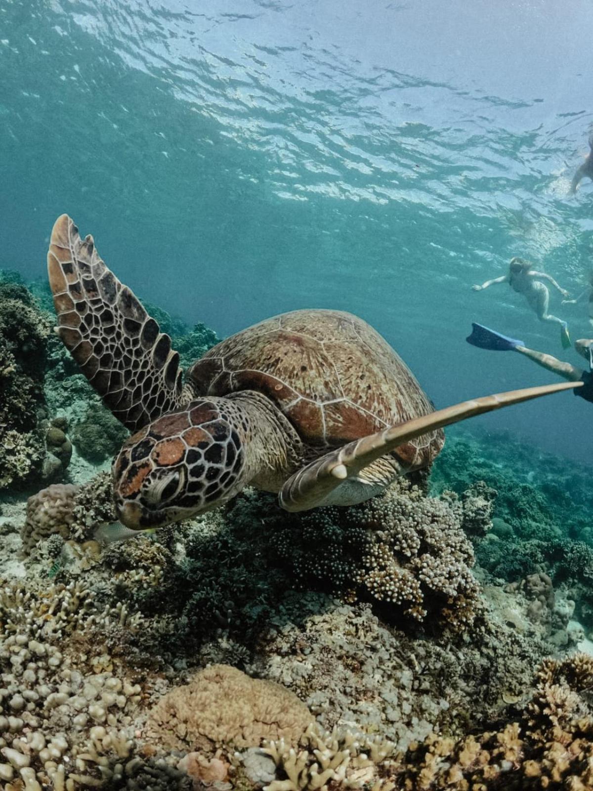 Tipsea Turtle Gili Air Hotell Exteriör bild